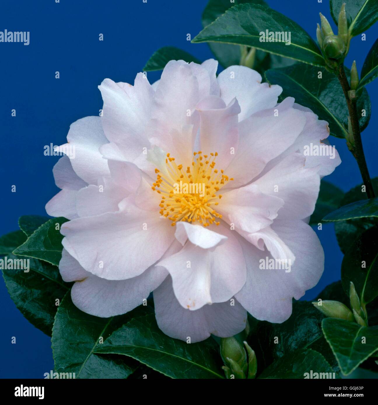 Camellia japonica - `Apple Blossom' AGM   CAM105755 Stock Photo